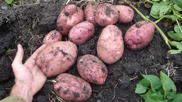 Картофель «Альвара» характеристика сорта и особенности выращивания