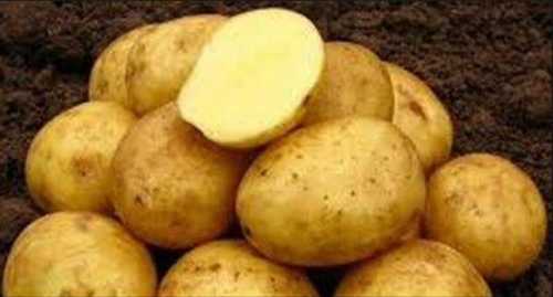 Сроки и особенности посадки