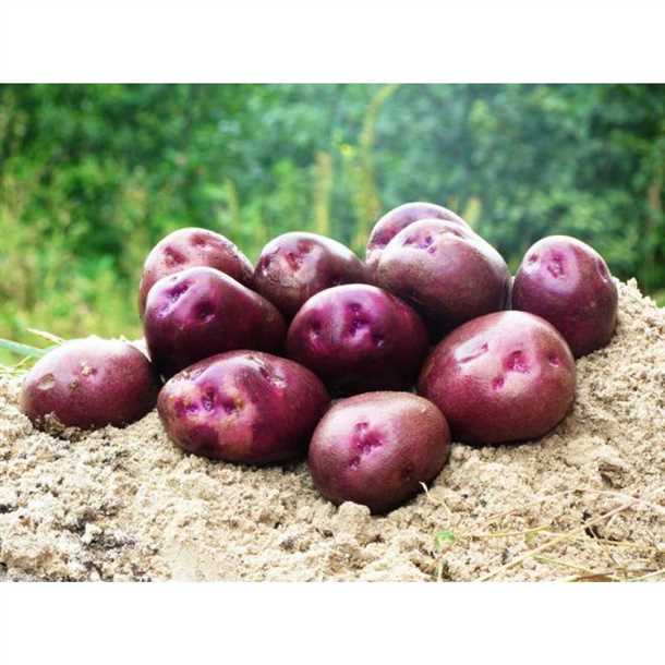 Правила ухода