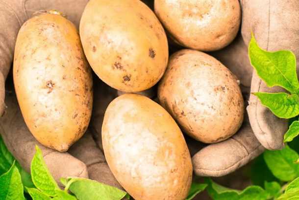 Посев и выращивание