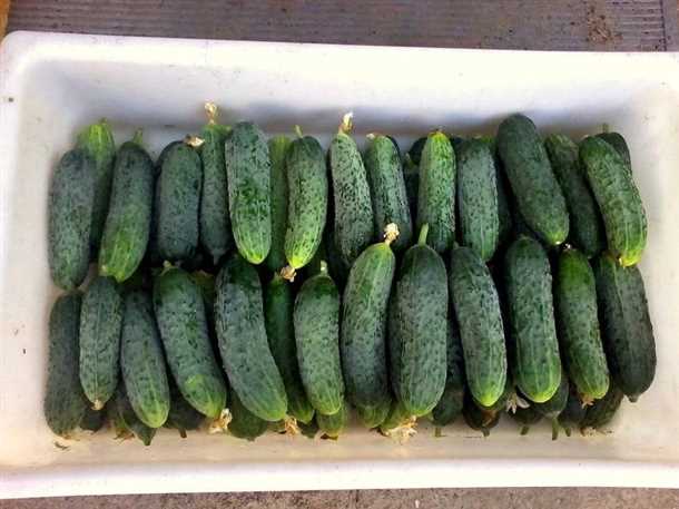 Как выращивать огурцы в теплице (видео)