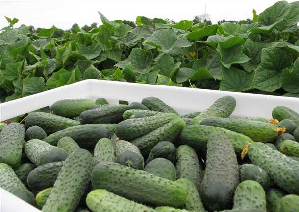 Особенности ухода