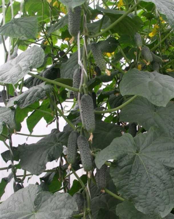 Мария, г. Санкт-Петербург