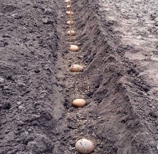 Требования к участку