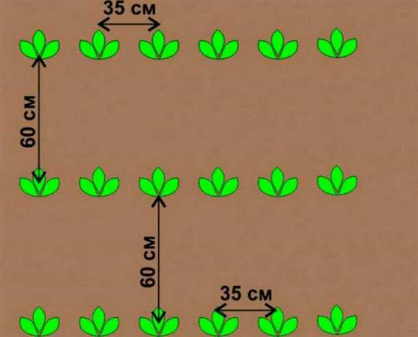 Уход после посадки