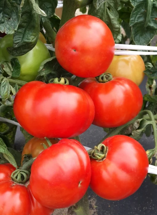 Как посадить томаты в открытый грунт (видео)