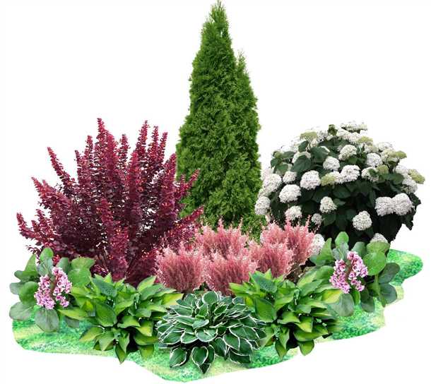 Подбор кустарников в зависимости от условий выращивания: