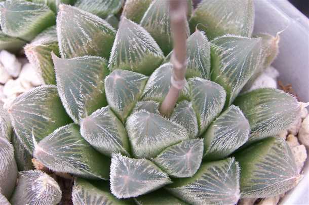 Хавортия характеристика видов и особенности выращивания