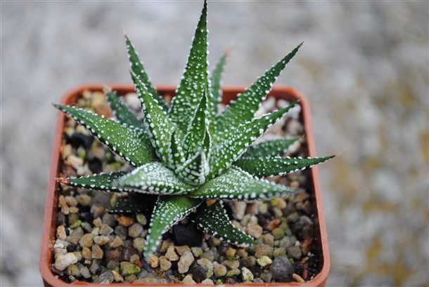 Посадка хавортии