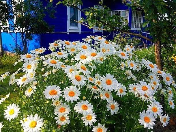 Популярные виды