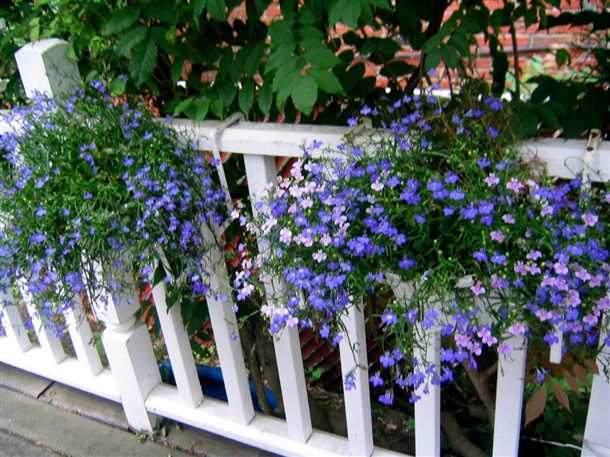 1. Лобелия ползучая