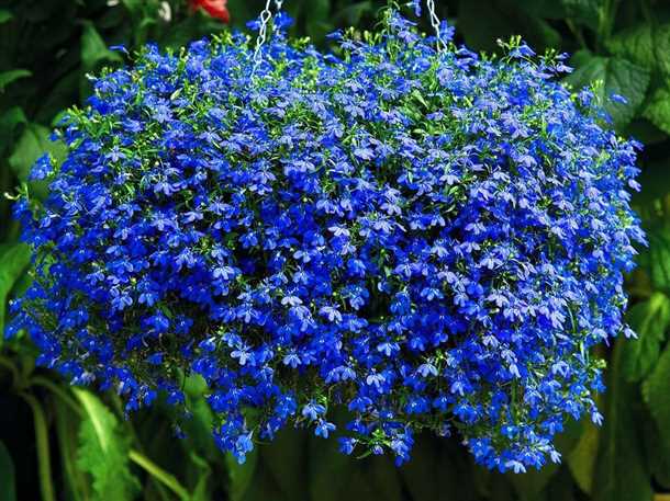 2. Лобелия вампирская