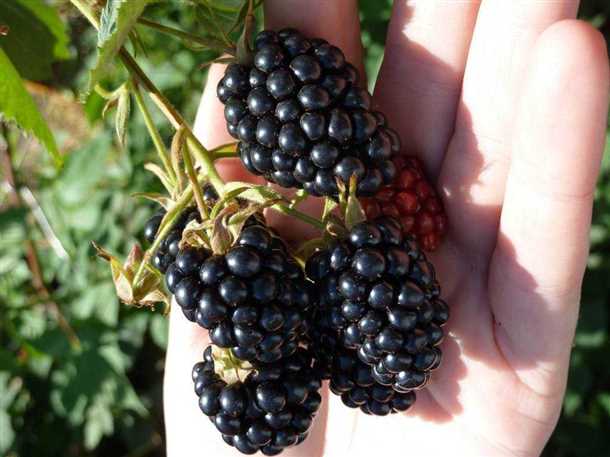 Ежевика «Навахо» особенности выращивания и описание сорта