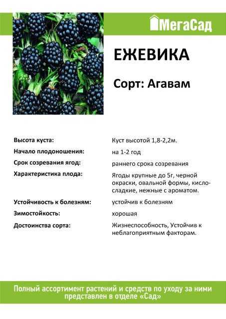 Ежевика: выращивание и уход (видео)