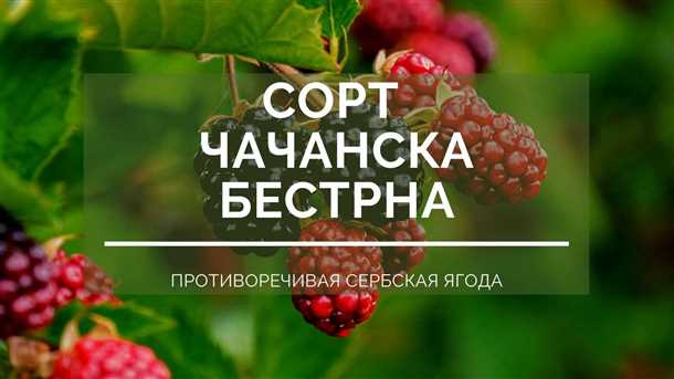 Особенности выращивания