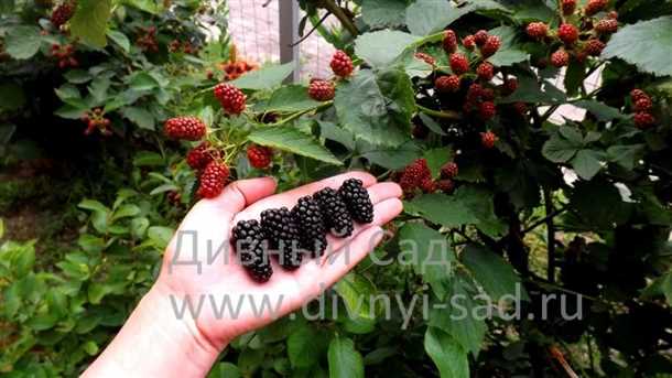 Как посадить ежевику (видео)