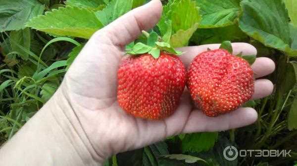 Подготовка почвы