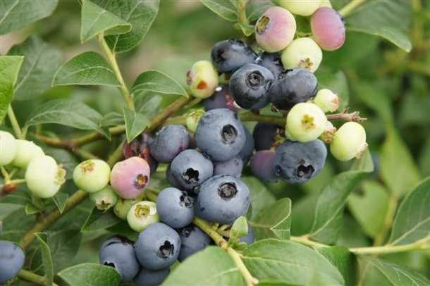 Уход за голубикой