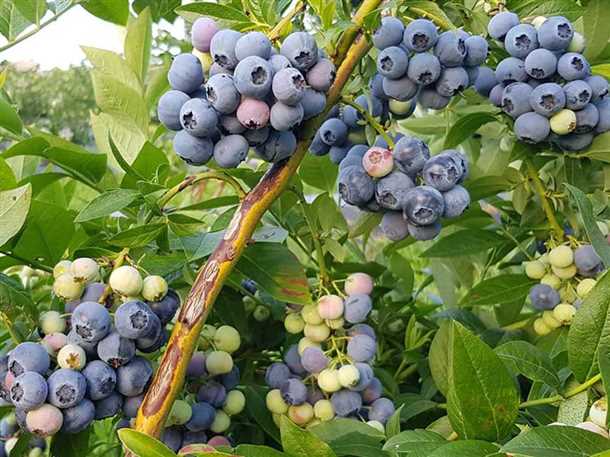 Что такое черенкование?