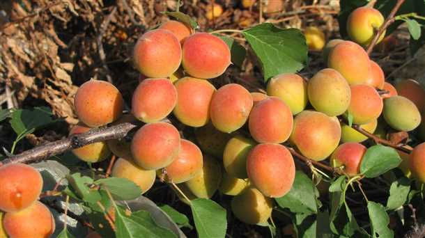Абрикосы: сибирские сорта (видео)