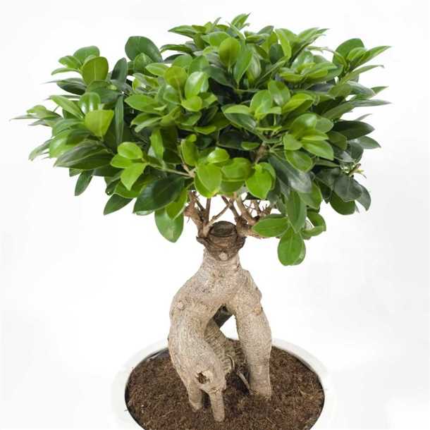 Формы растения