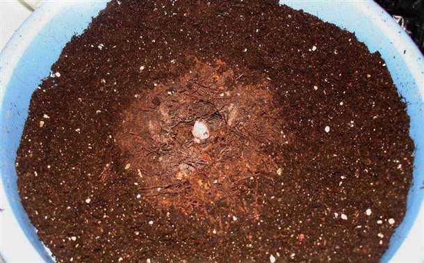 Выращивание бегонии из семян в домашних условиях