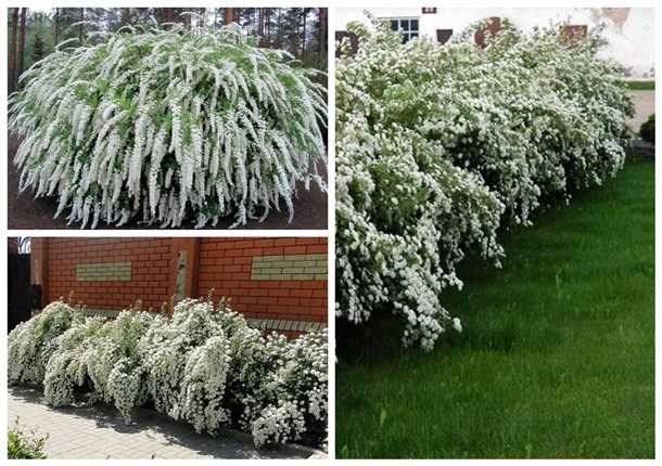 Варианты использования спиреи в ландшафтном дизайне