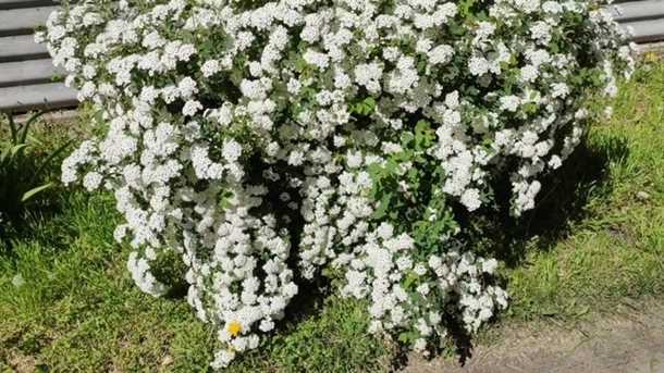 Посадка черенков