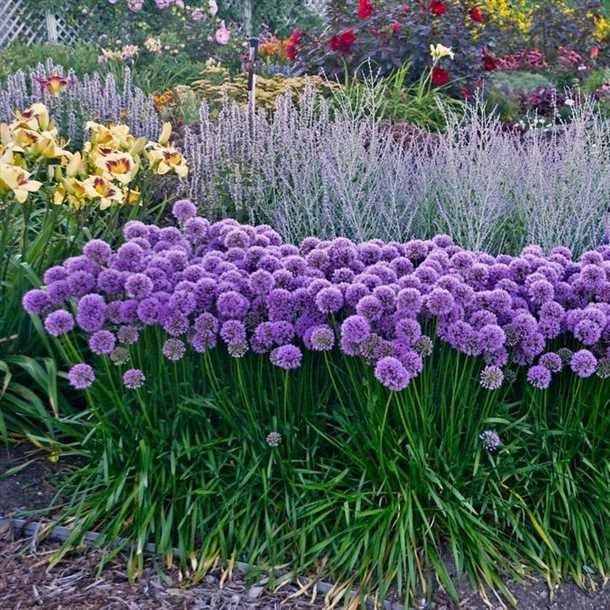 Посадка и уход