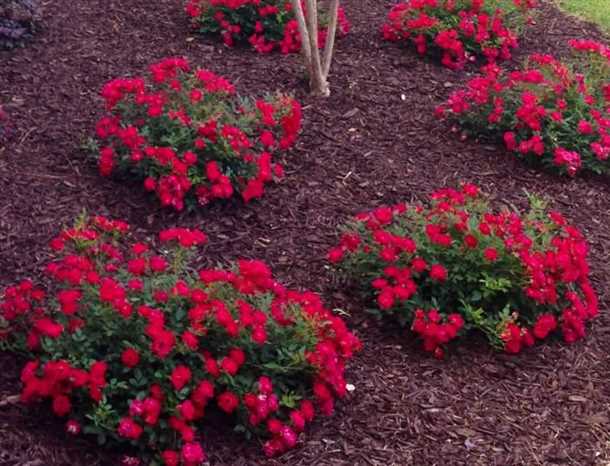 2. Роза горшечная (Rosa pimpinellifolia)