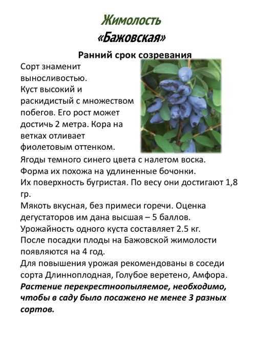 Листья жимолости