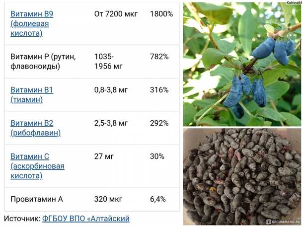 Жимолость при беременности