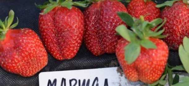 Клубника Маршал агротехника и описание сорта Клубника «Маршал» агротехника и описание сорта