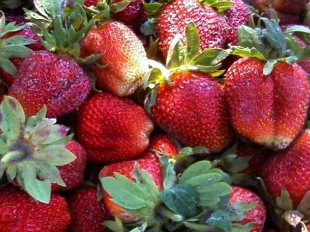 Клубника «Маршал»: сбор урожая (видео)