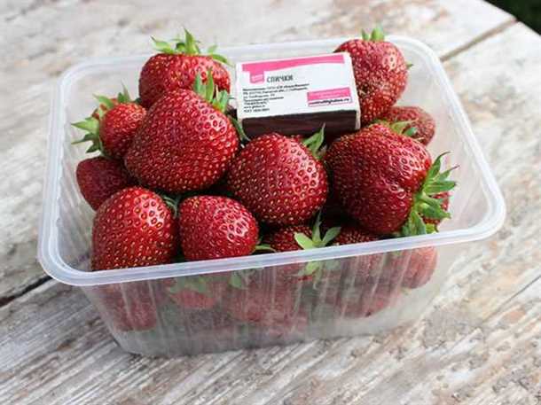 Технология выращивания