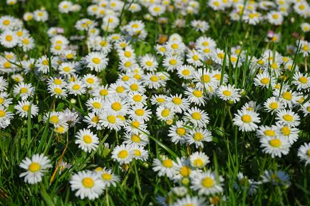 Приготовление ромашкового чая