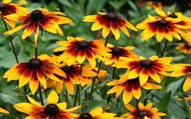 Как подготовить цветы к зиме