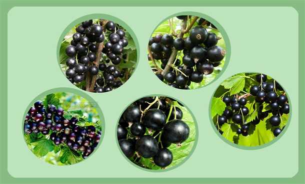 Подбор лучших сортов черной смородины для удачного садоводства Лучшие сорта черной смородины для вашей дачи