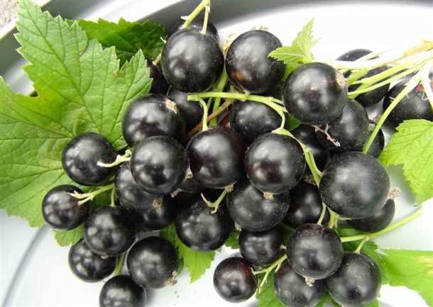 Черный магнат