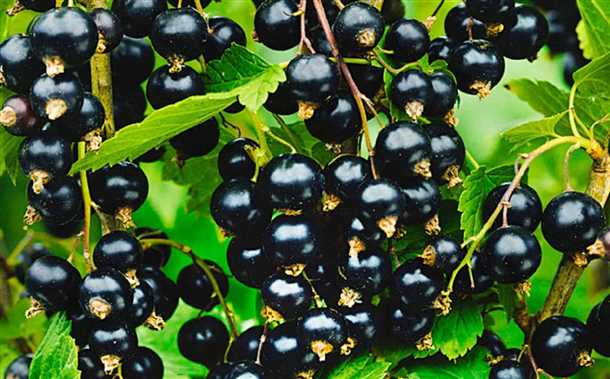 Советы по выбору