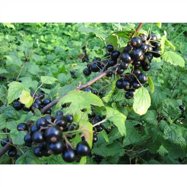 Сорта смородины для дачи (видео)